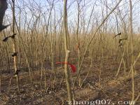 朴树小苗哪里有朴树行情如何种植产地基地